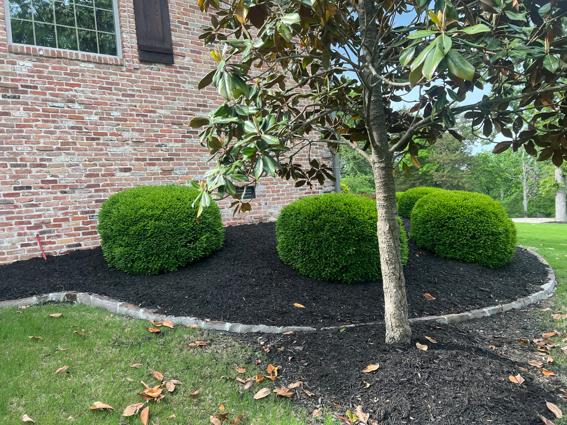 Mulched bed with a stone border around a magnolia tree and trimmed shrubs